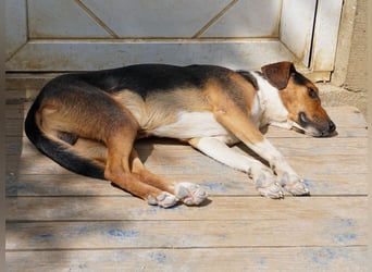 Frechdachs ZLAJA sucht Familie zum Toben, Spielen und Spaßhaben :)