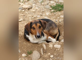ZLAJA - Frohnatur, Familienhund sucht EUCH !