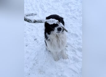 Charmanter LEDO könnte Dein Herzenshund werden