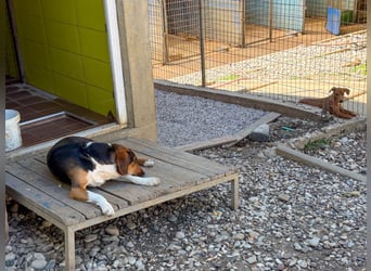 ZLAJA - Frohnatur, Familienhund sucht EUCH !