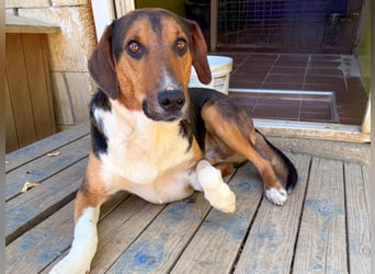 ZLAJA - Frohnatur, Familienhund sucht EUCH !