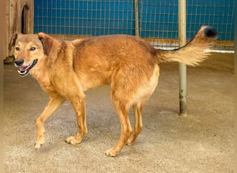 OSCAR sucht ein ruhiges Plätzchen für seinen Lebensabend - vielleicht bei dir?