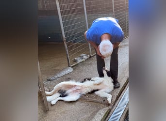 Wunderhübscher LEDO will endlich nach Deutschland einreisen