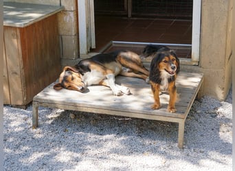 ZLAJA - Frohnatur, Familienhund sucht EUCH !