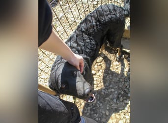 Fröhliche NAMI will nicht lange im Tierheim bleiben. Hast du ein Plätzchen für sie?