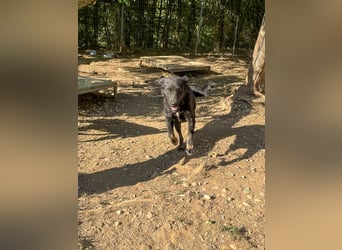 Fröhliche NAMI will nicht lange im Tierheim bleiben. Hast du ein Plätzchen für sie?