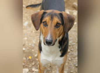 Frechdachs ZLAJA sucht Familie zum Toben, Spielen und Spaßhaben :)