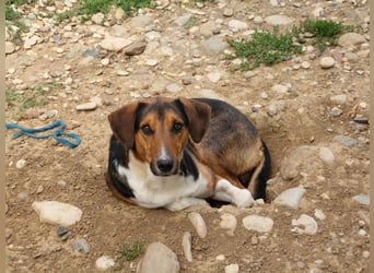 ZLAJA - Frohnatur, Familienhund sucht EUCH !