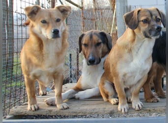 ZLAJA elegant, liebevoll, sozial, neugierig, schlau - rundum PERFEKT !