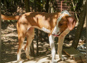 Hübsche PERDITA will endlich raus aus dem Tierheim! Hast du ein Plätzchen für sie?