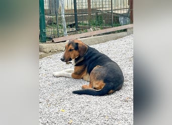 Frechdachs ZLAJA sucht Familie zum Toben, Spielen und Spaßhaben :)