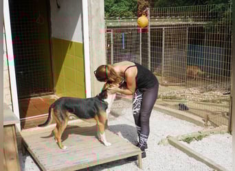 ZLAJA elegant, liebevoll, sozial, neugierig, schlau - rundum PERFEKT !