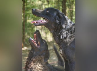 Fröhliche NAMI will nicht lange im Tierheim bleiben. Hast du ein Plätzchen für sie?