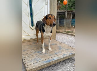 Frechdachs ZLAJA sucht Familie zum Toben, Spielen und Spaßhaben :)