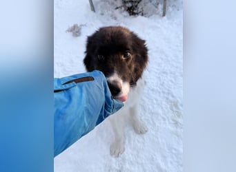 Charmanter LEDO könnte Dein Herzenshund werden