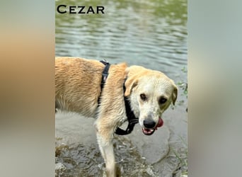 Cezar - großer Kuschelbär!