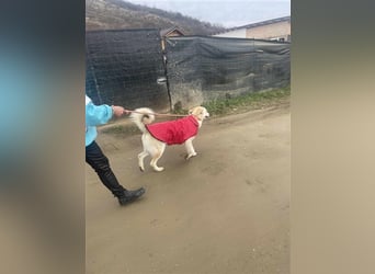 Cezar - großer Kuschelbär!