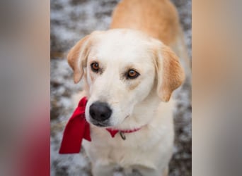 Cezar - großer Kuschelbär!