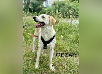 Cezar - großer Kuschelbär!