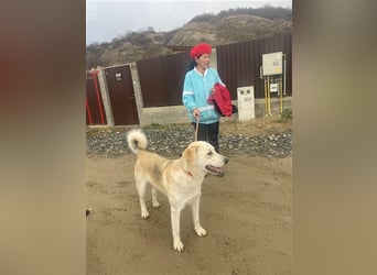 Cezar - großer Kuschelbär!