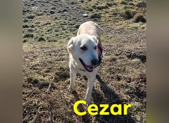 Cezar - großer Kuschelbär!