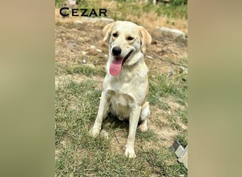 Cezar - großer Kuschelbär!