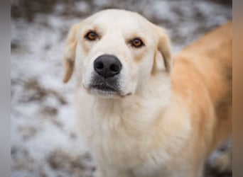 Cezar - großer Kuschelbär!