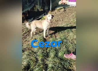 Cezar - großer Kuschelbär!