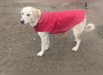 Cezar - großer Kuschelbär!