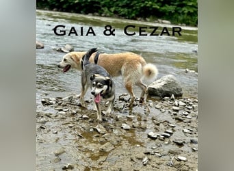 Cezar - großer Kuschelbär!