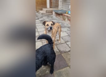 Olga - braucht eine Chance!