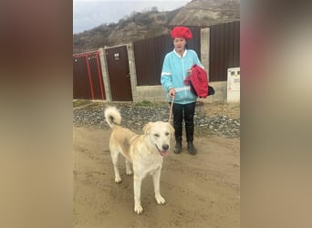 Cezar - großer Kuschelbär!