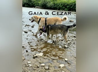 Cezar - großer Kuschelbär!