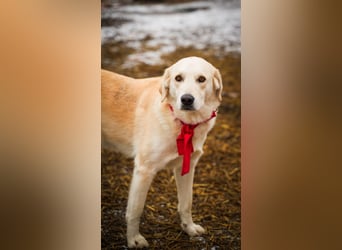 Cezar - großer Kuschelbär!