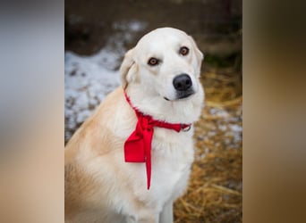 Cezar - großer Kuschelbär!