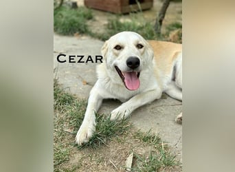 Cezar - großer Kuschelbär!