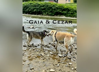 Cezar - großer Kuschelbär!