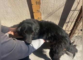 Felix, 4 Jahre, Setter, sucht Zuhause