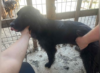 Felix, 4 Jahre, Setter, sucht Zuhause