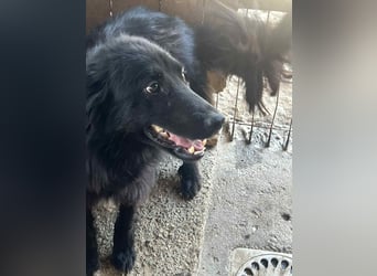 Felix, 4 Jahre, Setter, sucht Zuhause