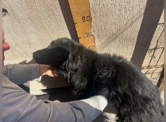 Felix, 4 Jahre, Setter, sucht Zuhause