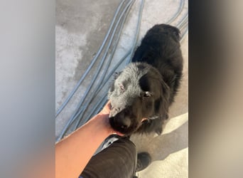 Felix, 4 Jahre, Setter, sucht Zuhause