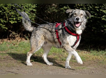 Luna 58 cm geb. 01/2025 wartet in 31535 Neustadt auf liebe Menschen