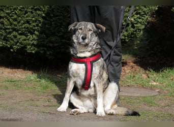 Luna 58 cm geb. 01/2025 wartet in 31535 Neustadt auf liebe Menschen