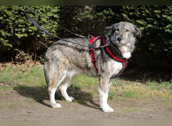 Luna 58 cm geb. 01/2025 wartet in 31535 Neustadt auf liebe Menschen