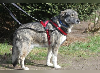 Luna 58 cm geb. 01/2025 wartet in 31535 Neustadt auf liebe Menschen