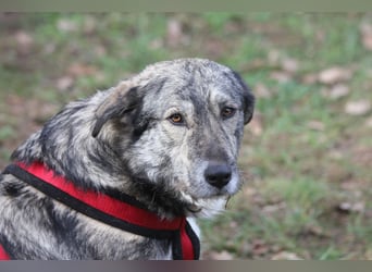 Luna 58 cm geb. 01/2025 wartet in 31535 Neustadt auf liebe Menschen