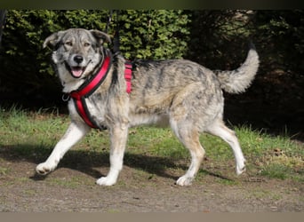 Luna 58 cm geb. 01/2025 wartet in 31535 Neustadt auf liebe Menschen