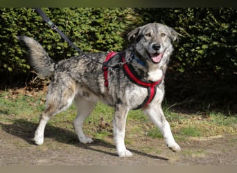 Luna 58 cm geb. 01/2025 wartet in 31535 Neustadt auf liebe Menschen