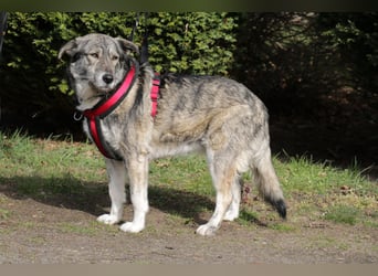 Luna 58 cm geb. 01/2025 wartet in 31535 Neustadt auf liebe Menschen